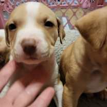 Thumbnail photo of Timmy #1