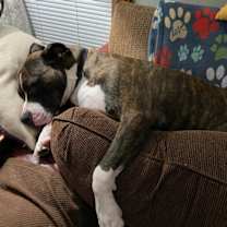 Thumbnail photo of Jamison #3