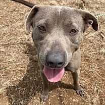 Thumbnail photo of BUBO #2