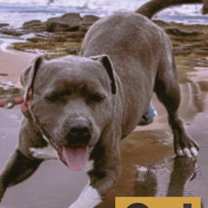 Thumbnail photo of Sylvester #2