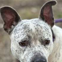 Thumbnail photo of Oreo #2