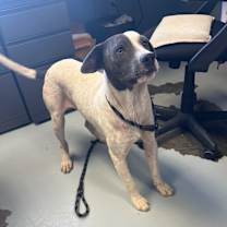 Thumbnail photo of Baxter #2