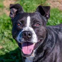 Thumbnail photo of TODD #1