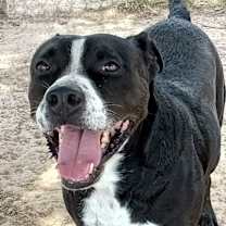 Thumbnail photo of TODD #2