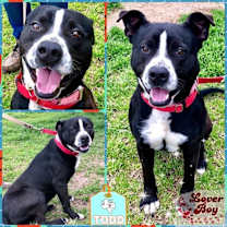 Thumbnail photo of TODD #3