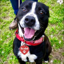 Thumbnail photo of TODD #4