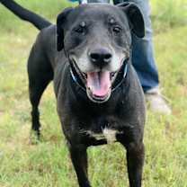 Thumbnail photo of Fig #2