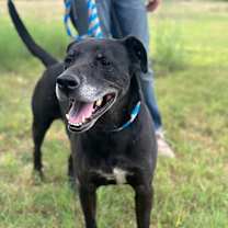 Thumbnail photo of Fig #3