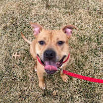 Thumbnail photo of Nacho (Courtesy Post) #3