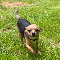 Thumbnail photo of Buster #1