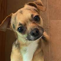 Thumbnail photo of Buster #3