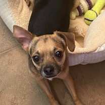 Thumbnail photo of Buster #4
