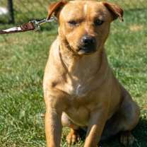 Thumbnail photo of Curly #4