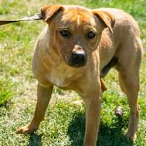 Thumbnail photo of Curly #2