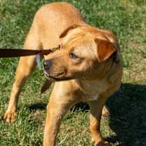 Thumbnail photo of Curly #3