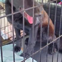 Thumbnail photo of Elijah #3