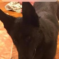 Thumbnail photo of Elijah #4