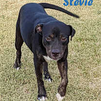 Thumbnail photo of Stevie #1