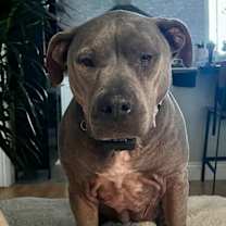 Thumbnail photo of Dixie #1