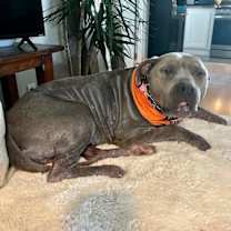 Thumbnail photo of Dixie #2