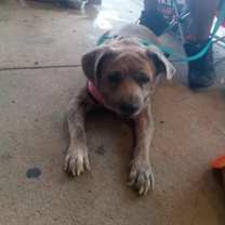 Thumbnail photo of Violet #3