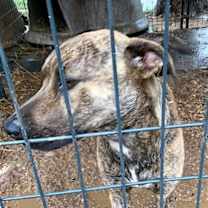 Thumbnail photo of Hoss #2