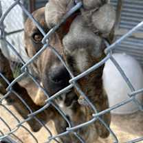 Thumbnail photo of Hoss #3