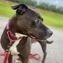 Thumbnail photo of Lita #2