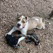 Thumbnail photo of Ace #3