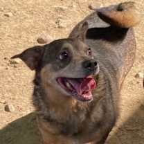 Thumbnail photo of Sweetie #1