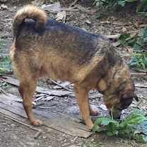 Thumbnail photo of Sweetie #2