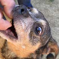Thumbnail photo of Sweetie #3
