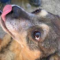 Thumbnail photo of Sweetie #4