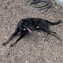 Thumbnail photo of Franky #4