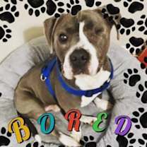 Thumbnail photo of Jasperi #4