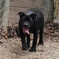 Thumbnail photo of Raven #3