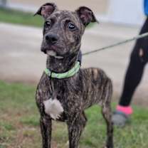 Thumbnail photo of Theo #1