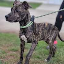 Thumbnail photo of Theo #3