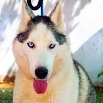 Thumbnail photo of Lobo - #1