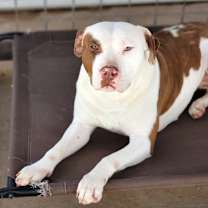 Thumbnail photo of Ruby #1