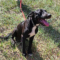 Thumbnail photo of Yanni #1