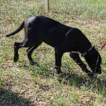 Thumbnail photo of Yanni #2