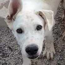 Thumbnail photo of Banzai #2