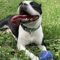 Thumbnail photo of Stich Chonkers, VA #3