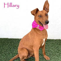 Thumbnail photo of Hillary #1