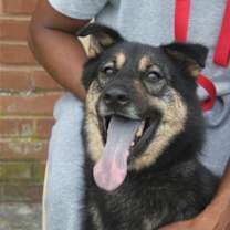 Thumbnail photo of Woofie #1