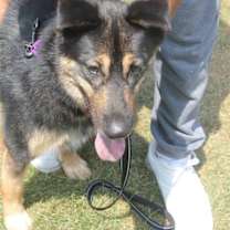 Thumbnail photo of Woofie #2