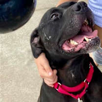 Thumbnail photo of Tiny #2