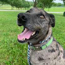 Thumbnail photo of Duke #2