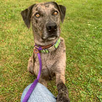 Thumbnail photo of Duke #3